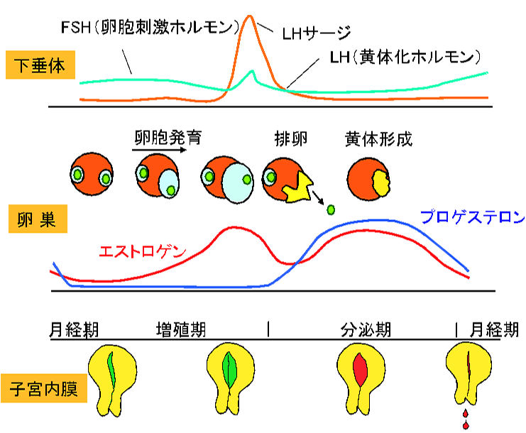 図　排卵時期のホルモンの変化